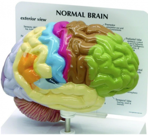 Anatomical Model of the Brain