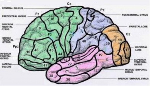 Brain Illustration